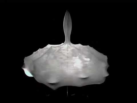 Zeppelin Chandelier Pendant Lamp by FLOS