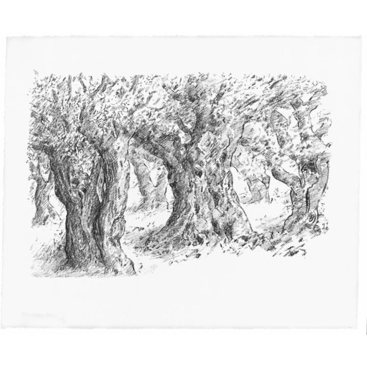 olive orchard Painting by Santa & Cole